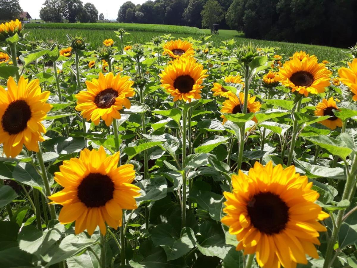 Bauernhof Sesterhenn Leichlingen Bagian luar foto