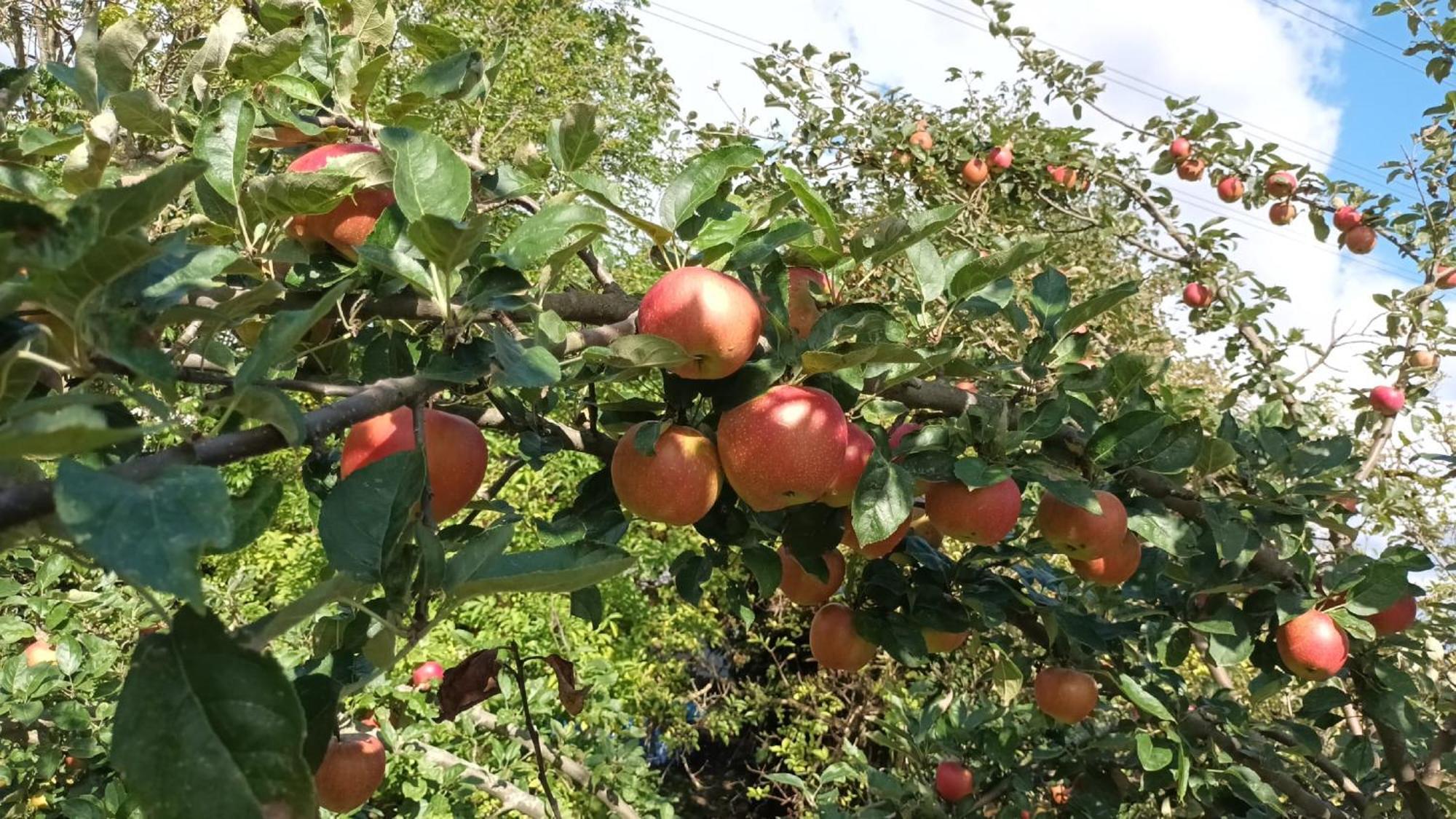 Bauernhof Sesterhenn Leichlingen Bagian luar foto